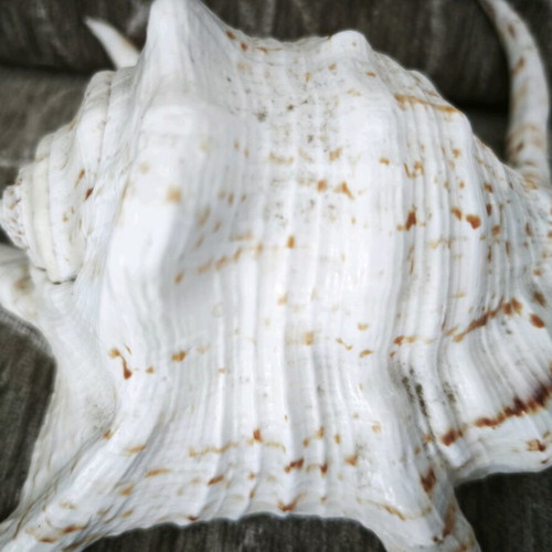 Large Lambis spider shell like new, 24 centimeters