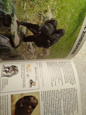 Book O Chimpantzis