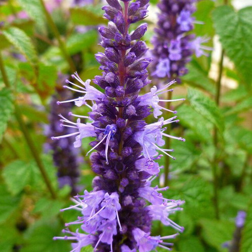 Agastache perennial aromatic plant seeds, pack of 30