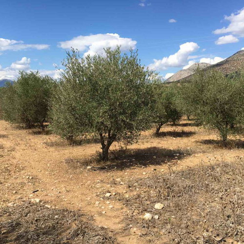 Olive trees large aged new for garden decoration