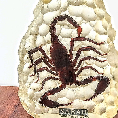 Large Scorpion in epoxy resin like new, souvenir from Malaysia