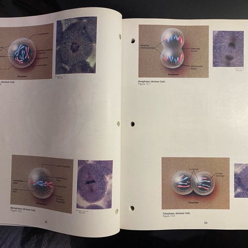 Biology books by Sylvia S. Mader and art notebook new