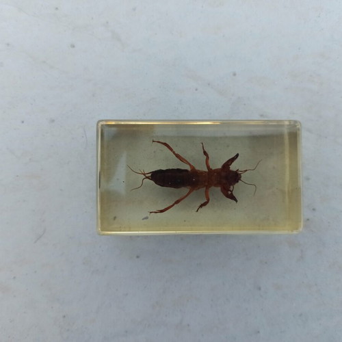 Tropical Onion Borer Insect from Deagostini True Insects Series like new