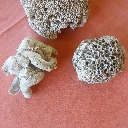 Set of 3 Authentic Marine Decor Corals