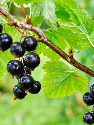 Fresh blackcurrants 100% natural from garden