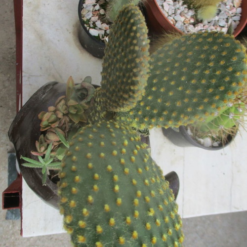 Succulent arrangement in chocolate clay jug new