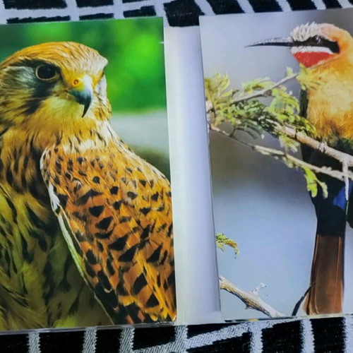 BBC The Life of Birds 4 DVD Like New, Missing One DVD