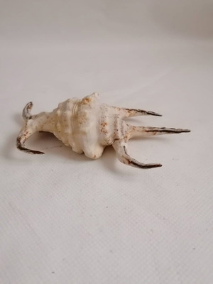 Natural conch shells used, 14.5 cm hexagonal