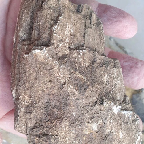 Petrified wood from Greece new