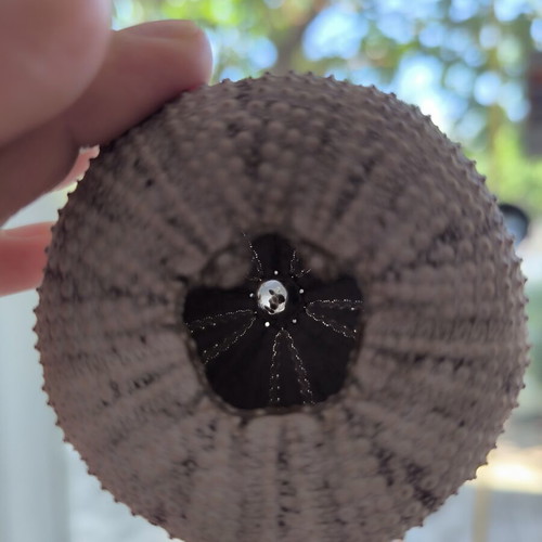 Sea Urchin Shell like new for decoration and impression
