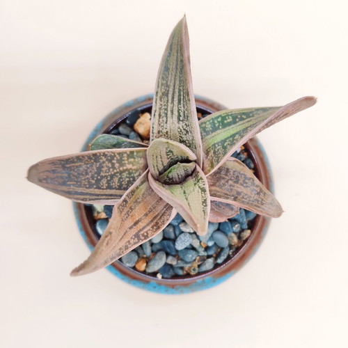 Gasteria ‘Little Warty’ in ceramic pot new