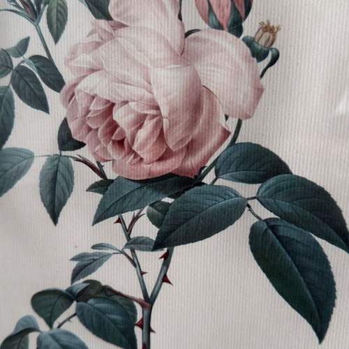 Vintage framed botanical print Rosa Indica fragrans after P.J. Redouté