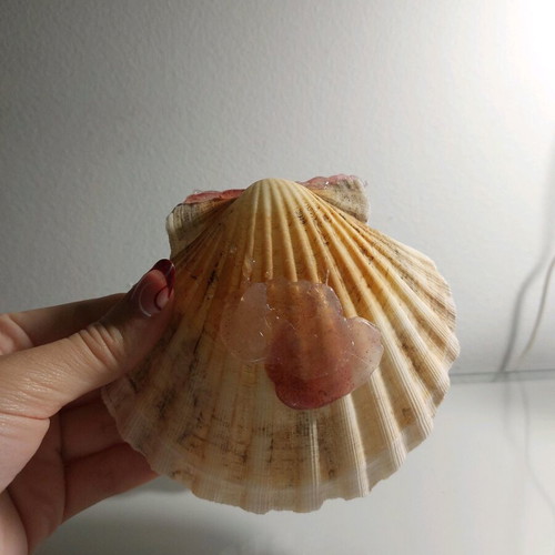 Decorative shell new, handmade with real shell