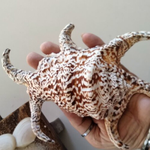 Harpago Chiragra Seashell New, Collectible Spider Conch Lambis Chiragra