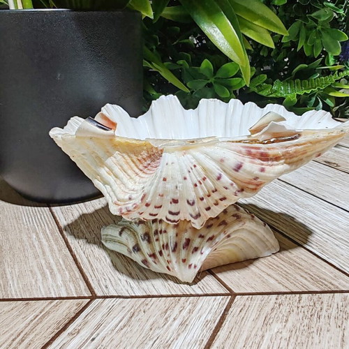 Vintage natural ocean shell bowl, royal design