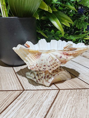 Vintage natural ocean shell bowl, royal design