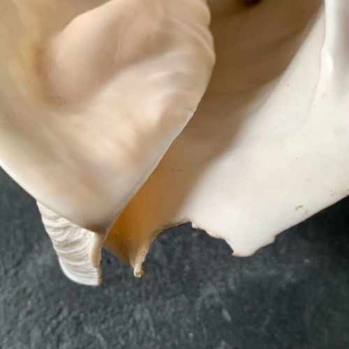 Large shell used