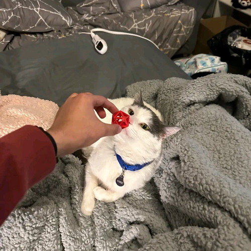 Cat toy new