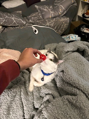 Cat toy new
