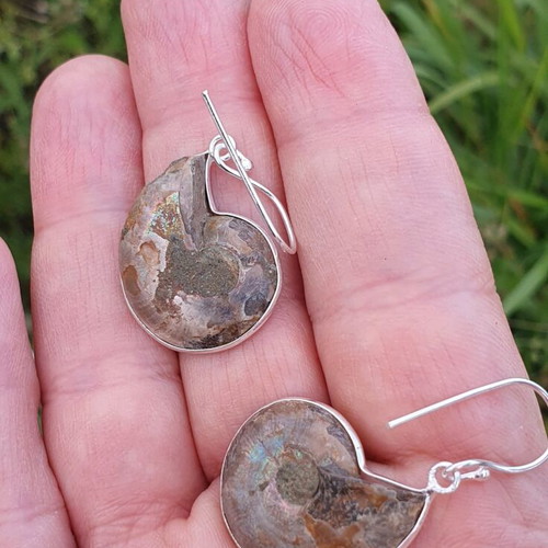 Ammonite slice earrings new, silver plated 925 sterling