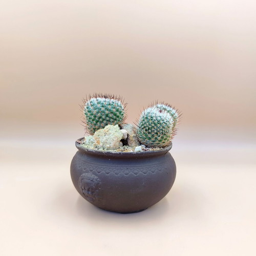 Mammillaria cactus in ceramic pot