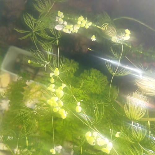 Cerato Leaf Aquarium Plant new