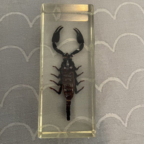 Collection of 9 insects and arthropods in resin