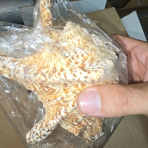 Natural Lambis Harpago Chiragra seashell used, coastal decor