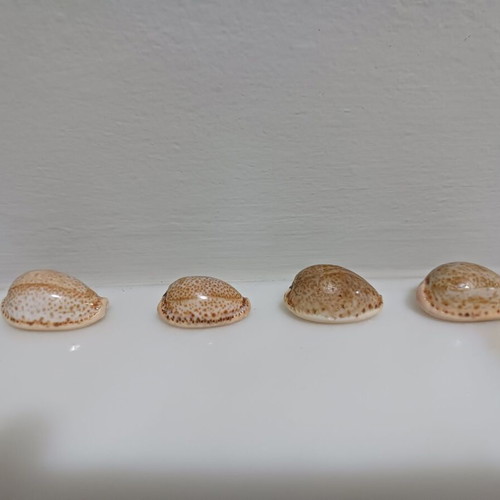 Cyprian Spurca new, pack of 4, 31-26 mm