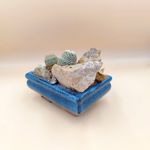 Mammillaria cacti in ceramic pot new