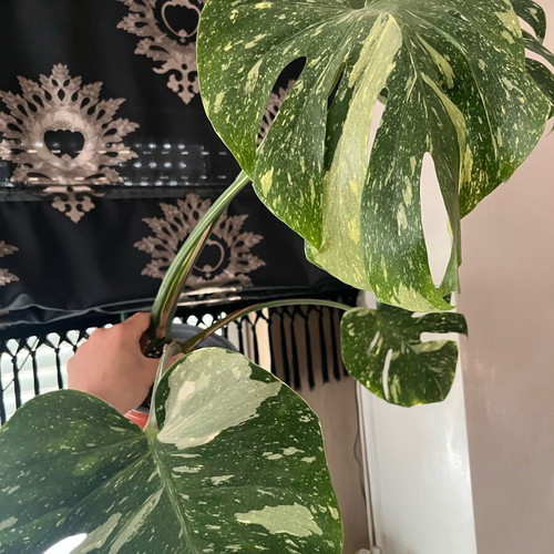 Monstera Thai Constellation rare Greek plant adapted to Greece