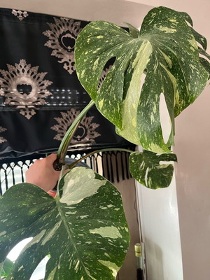 Monstera Thai Constellation σπάνιο ελληνικό φυτό προσαρμοσμένο στην Ελλάδα