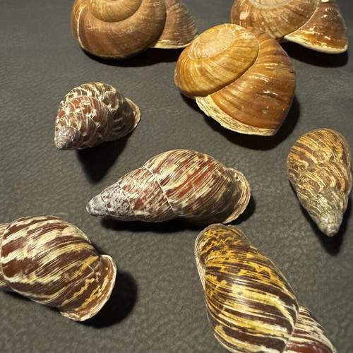 Decorative seashells, pack as shown