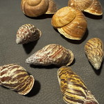 Decorative seashells, pack as shown