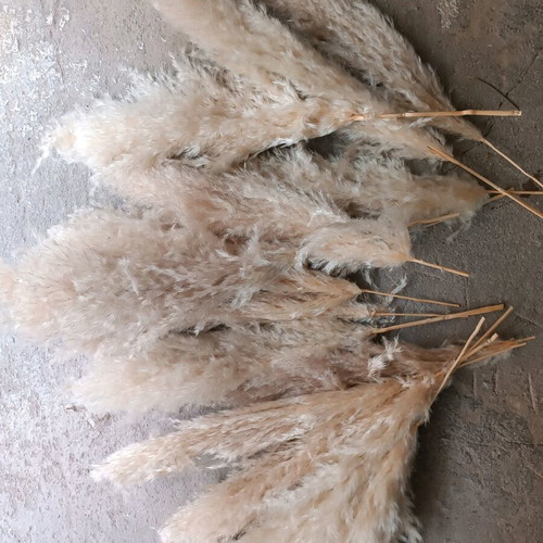 Pampas 30 τεμάχια 60εκ σαν καινούργιο, φουντωμένα για διακόσμηση
