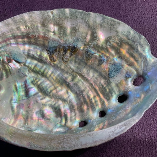 Large abalone shell with snail new