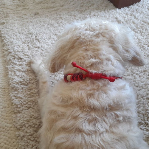 Hand-Made Dog Collar New, Various Colors and Sizes