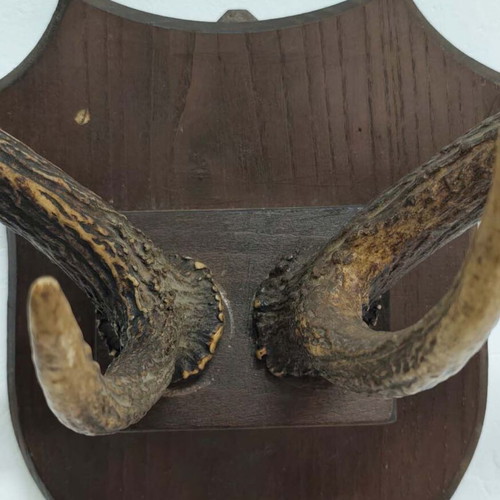 Vintage Deer Antlers Wall Mount on Wooden Base like new