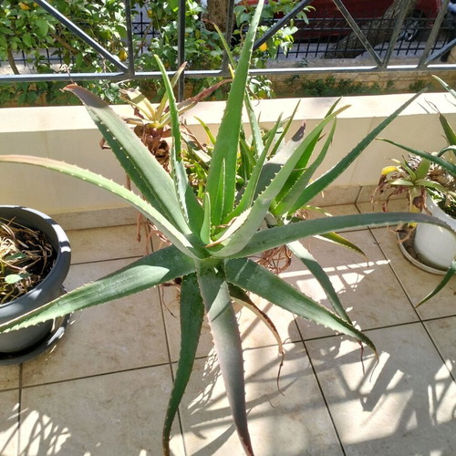 Aloe Vera plant new