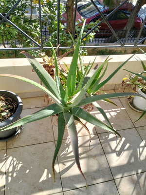 Aloe Vera φυτό καινούργιο