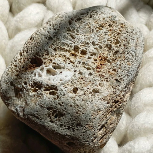 Fossilized coral used