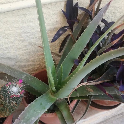 Aloe Vera plant with pot like new