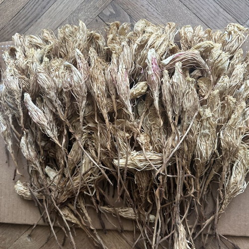 Queen of the Night dried flowers used, pack of 250