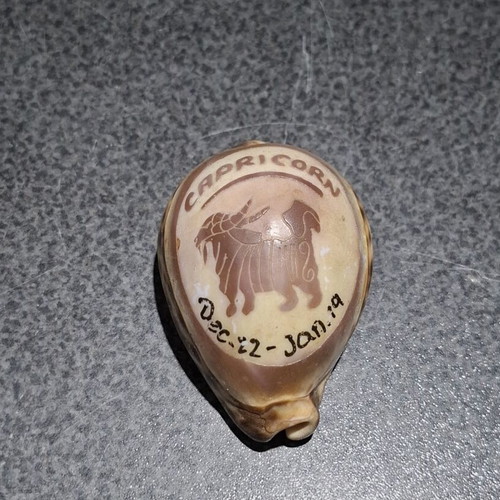 Vintage Cypraea Tigris shell with Capricorn zodiac engraving, used