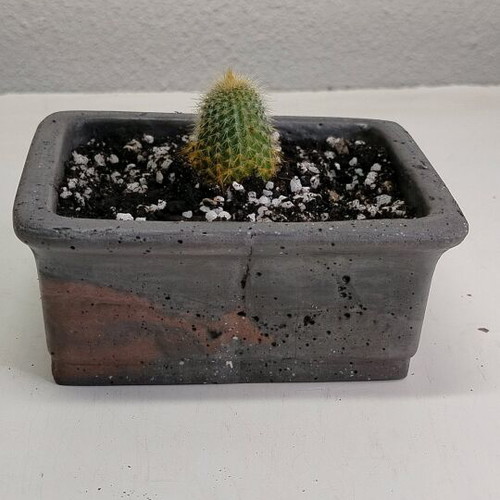Parodia Leninghausii cactus new in handmade pot