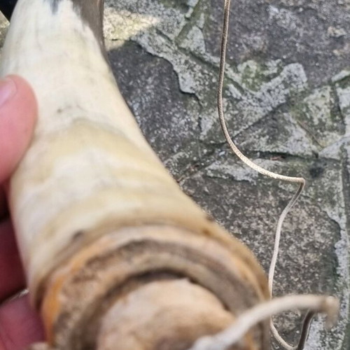 Powder horn used, condition as shown in photos
