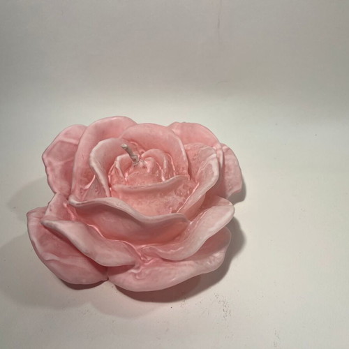 Wax rose pink, new