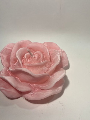 Wax rose pink, new
