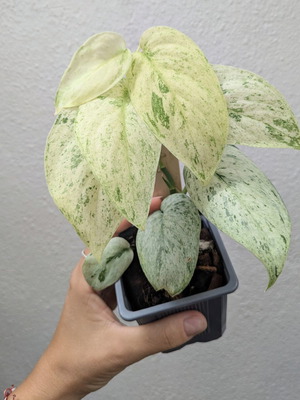 Scindapsus Jade Satin Marble Variegated τροπικό φυτό