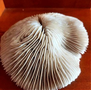 ΠΡΟΣΦΟΡΑ!!! Φυσικό Κοράλι Mushroom / 13εκ. - 253γρ.!